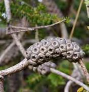 Trees & Shrubs 24 Honey-myrtle Green Melaleuca diosmifolia MYRTACEAE Origin: Native to Western Australia A