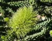 Flowers: Bottlebrush-like flower heads greenish-yellow spikes to 80mm long appear along the branches in