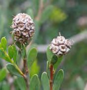 Trees & Shrubs 25 Honey-myrtle Mauve Melaleuca nesophila MYRTACEAE Origin: Western Australia A bushy,