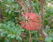 Flowers: Large, rusty red, bottlebrush-like flowers are concealed amongst the foliage in late spring and summer.