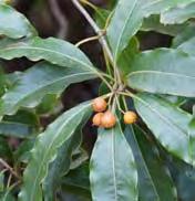 Trees & Shrubs 33 Sweet Pittosporum Pittosporum undulatum PITTOSPORACEAE Origin: East Victoria, New South Wales and Queensland Densely foliaged