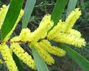 Sallow Wattle is one of the worst environmental weeds in the area. Sallow Wattle fills a naturally occurring void in local ecological vegetation communities. This species occupies middle-storey space.