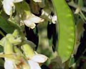 Flowers: Cream to white pea flowers occur in winter and spring in clusters at the end of the short
