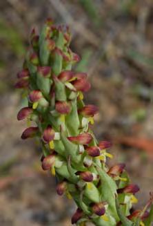 Herbs & Succulents 41 African Weed-Orchid Disa bracteata ORCHIDACEAE Origin: South Africa A robust, erect, fleshy perennial herb to 400mm high with annual tubers.