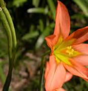 Herbs & Succulents 47 Cape Tulip (One-Leaf) Moraea flaccida IRIDACEAE Origin: South Africa A perennial herb to 700mm high with stiff, erect stems that zigzag as they branch.