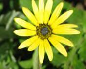 Flowers: The large, yellow, daisy-like flowers with dark centres appear from spring to summer.