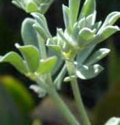 Herbs & Succulents 49 Cretan Trefoil Lotus creticus FABACEAE Origin: Mediterranean coast and Portugal.