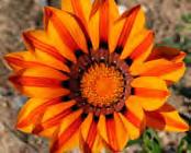 Flowers: Large daisy-type flowers of varying shades of orange and yellow, often with shades of brown, appear over long periods of the year.