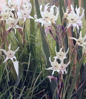 Sweet Gladiolus bears 2-7 cream to dull-yellow fragrant flowers to 90mm long in spring, with a dark line and veining on the petals and sepals, and is strongly aromatic at night.