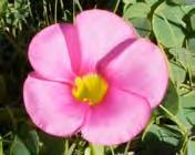 Flowers: Solitary pink flowers appear on short stalks from autumn to