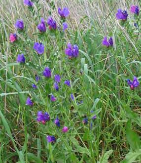 A major agricultural weed, also occurring in various natural habitats including grasslands, woodlands, heathlands and along roadsides.