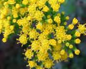 Flowers: Fragrant small, bright yellow, daisy-like flowers in small clusters in winter. They do not have ray florets (petals).