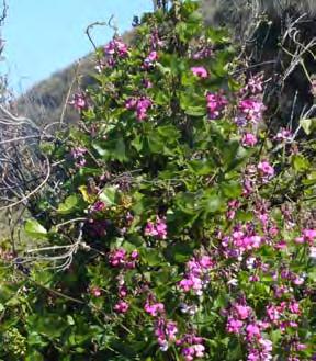 A highly invasive plant of coastal shrubland, smothering and eliminating ground vegetation and forming a canopy over shrubs and trees.