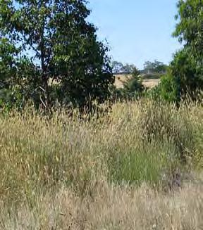 Also known as Toowoomba Canary Grass Widely grown as a pasture species, this grass easily spreads onto