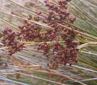 Spiny Rush usually grows in low-lying damp, low fertility areas and occasionally in saltmarshes and disturbed saline areas. It is considered an invasive weed.
