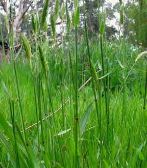 Also known as Vanilla Grass, the leaves contain coumarin which gives a new mown hay smell. It has invaded most vegetation and soil types, and tends to out-compete indigenous grasses.