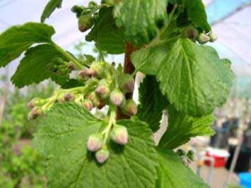 Hybridization traditional cross combination Blackcurrant (Ribes