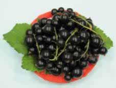 DESSERT BLACKCURRANT CULTIVARS NEW FASION or JUST LIFE Blackcurrant - 181,0 Strawberry - 58,8