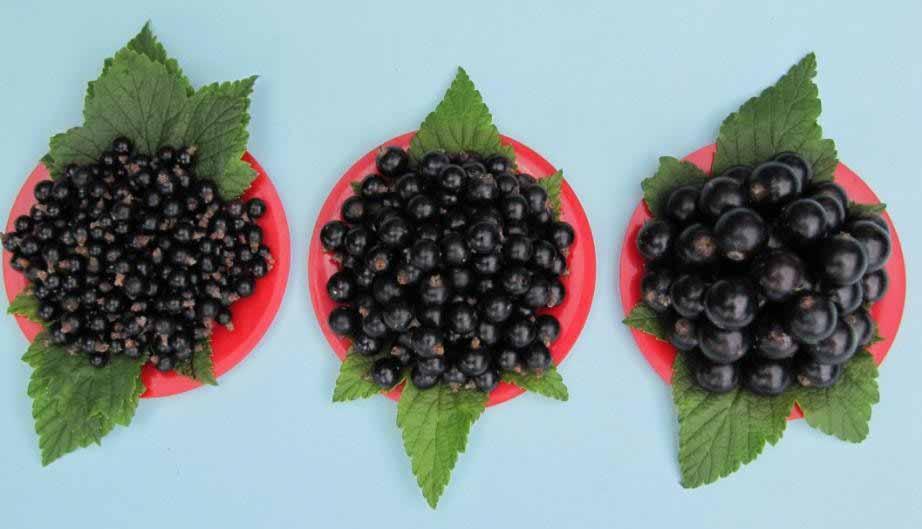 Progress in increasing of fruit size (dessert type blackcurrant cultivars) 0,8-1,0 g 1,2-1,5 g