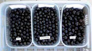 profitability of blackcurrant production Allowing the growers to introduce innovative