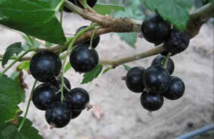 The newest blackurrant cultivars submitted in 2009 for
