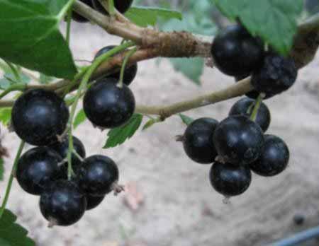 TIHOPE medium-early cultivar Productive Fruits large and medium size Suitable for processing and freezing (high content of extract, acidity, and anthocyanins,