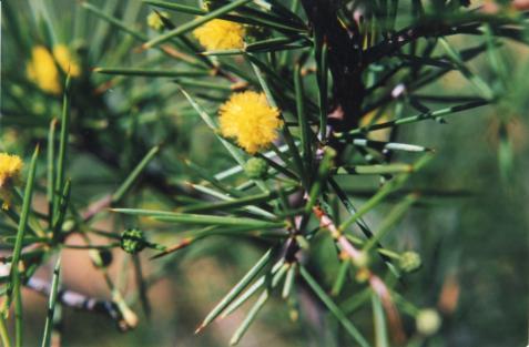 3. Dead Finish Acacia tetragonophylla Arrernte name: Arlketyerre The drought-resistant nature of this spiky wattle is captured in its common name Dead Finish: the last species to peg out in severe