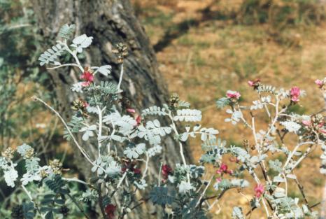 7. Native Fuchsia Eremophila latrobei Arrernte name: Atnyerlenge A widespread and common species across inland Australia, Native Fuchsia grows to around 1.