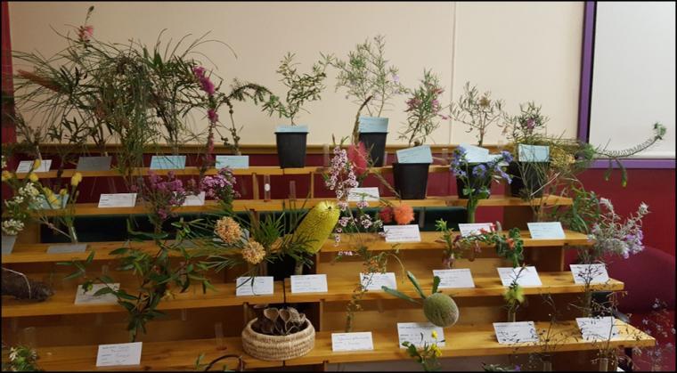 We are grateful to the following initials, and associated names, who provided an abundance of flowers, foliage, seeds, nuts, pods, and information at our October plant display: AG (Andrew Gray); Anon