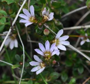 Plants in Lowland Heaths and Heathy Forests include among many others, Scaevola aemula, Dampiera stricta and Goodenia humilis and the one we are more familiar