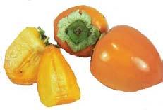 and rich in fiber. Although there are countless different varieties of persimmons, only two are commercially available.