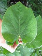 LEAF: Deciduous, alternate, simple, cordate, 3 to 5 inches long and wide, with an entire margin, thin and papery.