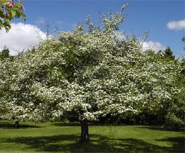 Hawthorn Crataegus sp. HEIGHT: 20-35 SPREAD: 20-35 FALL COLORS: Orange to red, purple to scarlet.