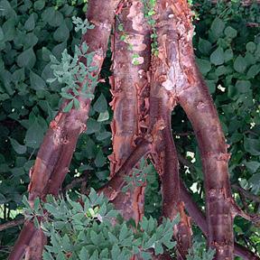Paperbark maple Acer griseum HEIGHT: 20-30 SPREAD: 18 FALL COLORS: Spectacular orange to red.