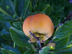 Persimmon tree Persimmon fruit NATIVE: DC, Delaware, Maryland, Pennsylvania, Virginia and West Virginia.