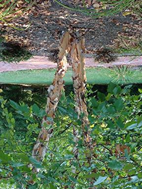 River Birch Betula nigra (compact) HEIGHT: 15-20 SPREAD: Up to 15 FALL COLORS: Yellow to purple.