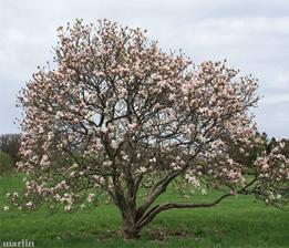 Saucer magnolia Magnolia x soulangiana HEIGHT: To 25 SPREAD: to 12 FALL COLORS: Green to yellow FLOWERS: Large flowers 6 inches across in white, pink or purplish red.
