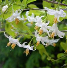 Snowbell Styrax americanus HEIGHT: 15-20 SPREAD: 15 FALL COLORS: Orange and scarlet to blackish purple FLOWERS: White bell-shaped