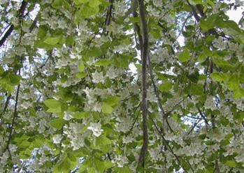 LEAF: Narrow 5 to 8 inches Snowbell tree in flower NATIVE: DC, Delaware, Maryland, Pennsylvania, Virginia and West Virginia.