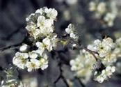 American wild plum trees in flower Photo: Greatplainsnursery American wild plum tree flower close-up NATIVE: DC,