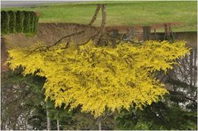 Cornelian dogwood Cornus mas HEIGHT: 15-25 SPREAD: 12-18 FALL COLORS: Bright red berries with bright yellow leaves.