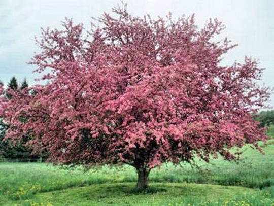 Crab apple Malus sp. HEIGHT: 8-30 SPREAD: varies, generally 20-30 FALL COLORS: variable depending on variety, yellow.