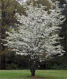 Dogwood Cornus florida HEIGHT: 20-40 SPREAD: 20-40 FALL COLORS: Scarlet red FLOWERS: April May, large star shaped white, can also find pink and red.