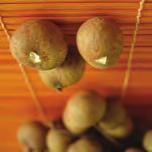 Pichaya Fresh Fruit & Other Product Coconut