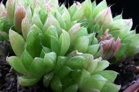 Haworthia species Free plant Origin: South Africa (Eastern Cape Province) Min temp: protect from frost Forms cluster