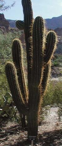 Cereus terscheckii Free plant Origin: Argentina Min temp: to 14 deg F Also called Argentine saguaro Solitary with branching arms Height: to 25 ft Stem