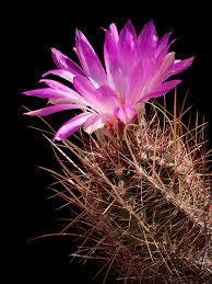 Thelocactus bicolor Free plant Origin: Texas, Mexico (San Luis Potosi) Min temp: to 14