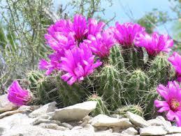 Echinocereus enneacanthus Raffle plant Origin: USA (Texas, New Mexico); Mexico (Sonora, Durango, Nuevo Leon, Coahuila) Min temp: to 14
