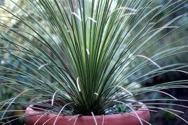 Dasylirion longissimum Raffle plant Origin: Mexico Min