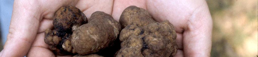 December, white truffles are a gourmet indulgence that'll cost you around $200 an ounce, which amounts to about 2